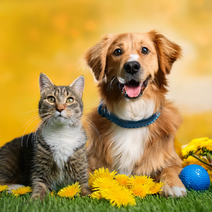 Soft Meows In A Distant Room