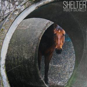 Shelter