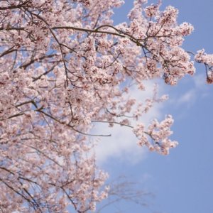 In The Shadow Of The Sun