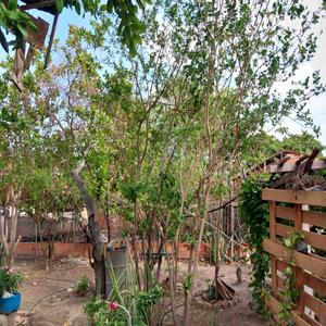 Só sei que foi assim