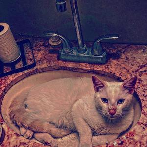 w the Fries & the Drink (feat. Ave & Gloshan)