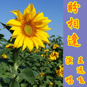 盼相逢