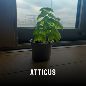 Atticus