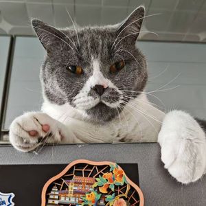 公交站的银杏叶