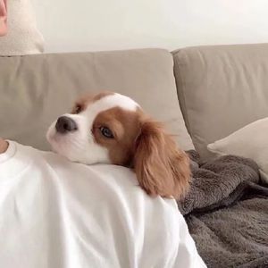 借你耳朵说爱你