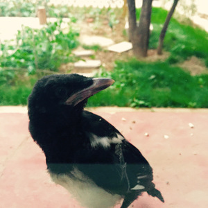 月亮代表我的心 (DEMO)