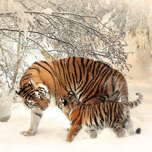 偉大なる日本人の母たちへ