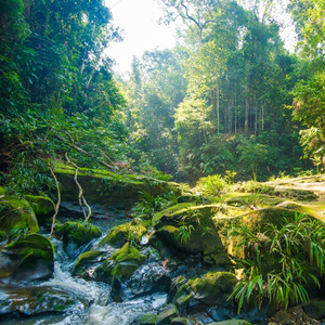 Canta Selva Canta (Acoustic Version)