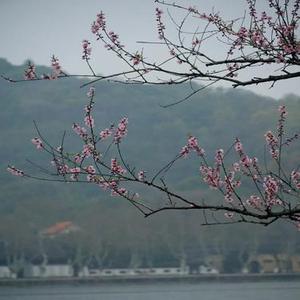 爱不曾对你说 (Cover 向思思)