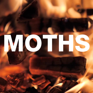 Moths