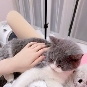 黄昏的歌 伴奏