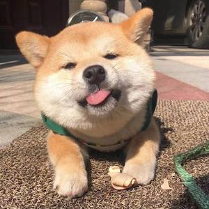 猜不透（翻自 群星）