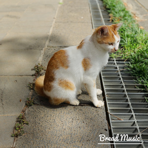 골목을 배회하는 고양이