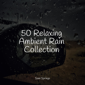 Rainy Morning Avifauna