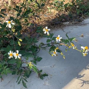 爱情公寓（小小翻唱）