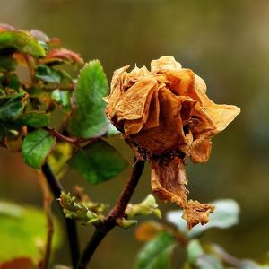 Elem Geçer Dedik Ammâ (Single Version)