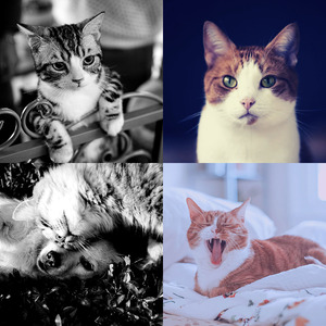 微妙的小猫心情