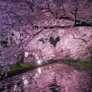 夜のサクラは咲くだろうか？