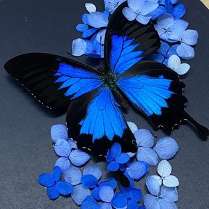 Love, Maybe_摆烂的扒菜崽崽(1)