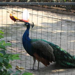 回望昨天(伴奏）