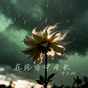 在风雨中生长