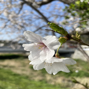 さくらが咲く頃に