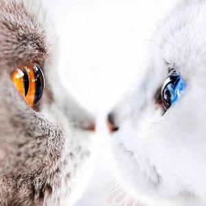 我本人（翻自 吴雨霏）