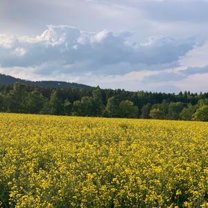 Květinový dúm