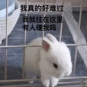 晓白兔
