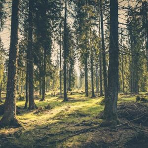 夕阳箫鼓（SPA钢琴曲）