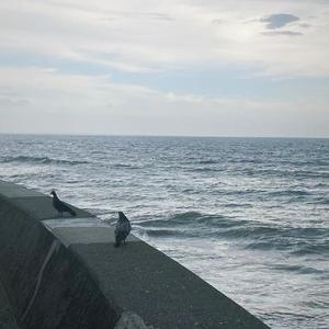 偷走 Cook The Vibe Version（Cover：国蛋）