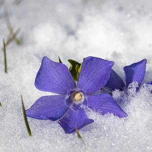 Periwinkle Blue