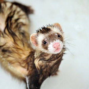 House Of Balloons / Glass Table Girls (slowed)