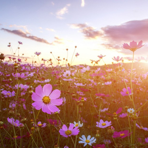 序曲里的花束与阳光