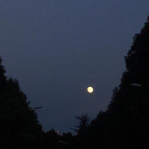 月亮代表我的心