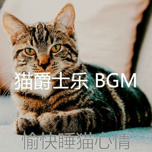 抚慰的睡猫回忆