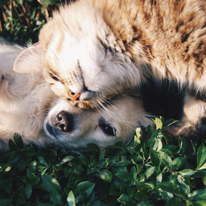 Ripples of Calm for Furry Companions