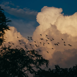 美丽的神话.竹笛