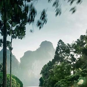 青木林里青木秧