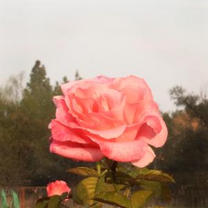 puppy love is so cliché