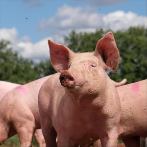 The Great Pig in the Sky