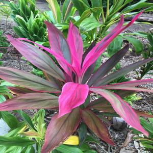 Quarantine Exotic II
