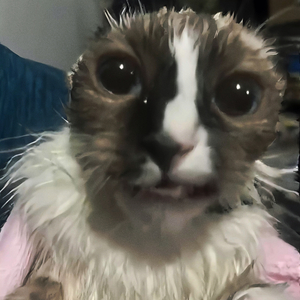 Wake Up Wake Up Youre Getting Comfortable (Motivational Cat) (Sped Up)