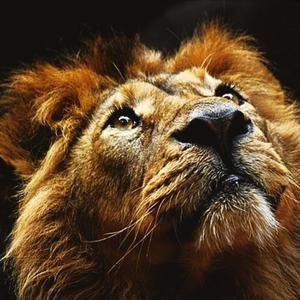 Lions