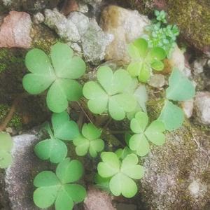 connections but its majestic