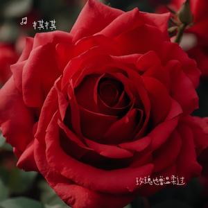 玫瑰也曾温柔过