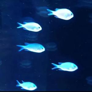 虚拟（无法捕捉的亲昵）