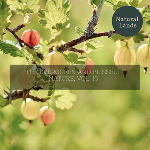 Silvery Birds in The Forest