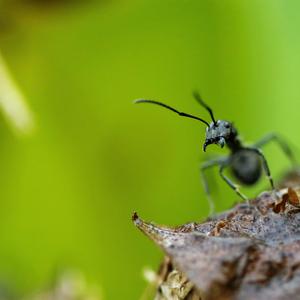 卖报歌——林华老师作品