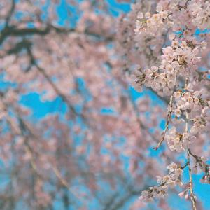 봄바람이 부네요(2026)